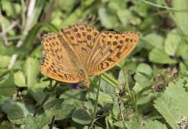 Attēlu rezultāti vaicājumam “Argynnis paphia pupa”