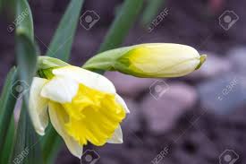 Attēlu rezultāti vaicājumam “Narcissus bud”