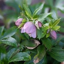 Image result for Nieswurz