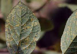 Attēlu rezultāti vaicājumam “Tranzschelia pruni-spinosae spores”