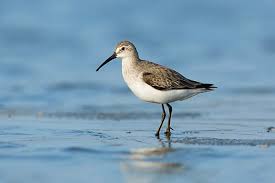 Attēlu rezultāti vaicājumam “Calidris ferruginea adult”