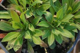 Attēlu rezultāti vaicājumam “Oenothera biennis leaf”