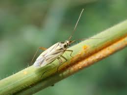 Attēlu rezultāti vaicājumam “Stenotus binotatus”