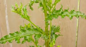 Attēlu rezultāti vaicājumam “Cirsium arvense leaf”