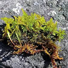 Attēlu rezultāti vaicājumam “Palustriella decipiens”