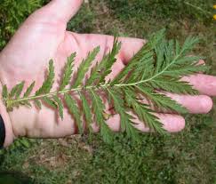 Attēlu rezultāti vaicājumam “Tanacetum vulgare leaf”