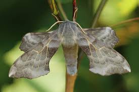 Attēlu rezultāti vaicājumam “Laothoe amurensis”