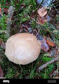 Attēlu rezultāti vaicājumam “Stropharia hornemannii”