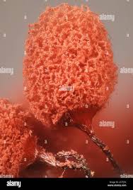 Attēlu rezultāti vaicājumam “Comatricha alta stalked”