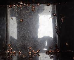 Attēlu rezultāti vaicājumam “Nicrophorus investigator imago”