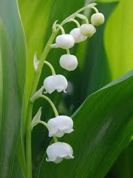 Attēlu rezultāti vaicājumam “Convallaria majalis bud”