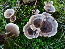 Attēlu rezultāti vaicājumam “Hydnellum ferrugineum”