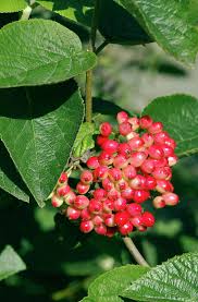 Attēlu rezultāti vaicājumam “Viburnum lantana”