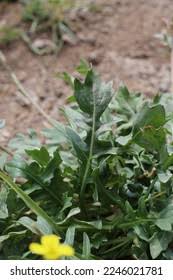 Attēlu rezultāti vaicājumam “Diplotaxis muralis fruit”