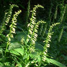 Image result for Digitalis lutea