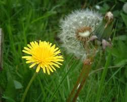 Attēlu rezultāti vaicājumam “Taraxacum officinale aggr. flower”