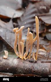 Attēlu rezultāti vaicājumam “Macrotyphula fistulosa var. contorta”