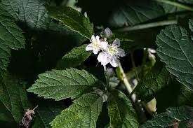 Attēlu rezultāti vaicājumam “Rubus caesius flower”