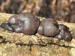 Attēlu rezultāti vaicājumam “Daldinia concentrica”