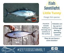 Image result for Euthynnus alletteratus