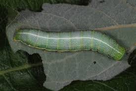 Attēlu rezultāti vaicājumam “Orthosia incerta”