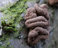 Attēlu rezultāti vaicājumam “Encoelia furfuracea”