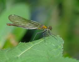 Attēlu rezultāti vaicājumam “Calopteryx splendens”
