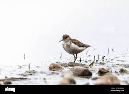 Attēlu rezultāti vaicājumam “Actitis hypoleucos adult”