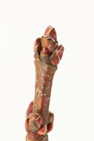 Attēlu rezultāti vaicājumam “Acer saccharinum bud”