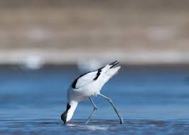 Image result for Recurvirostra avosetta