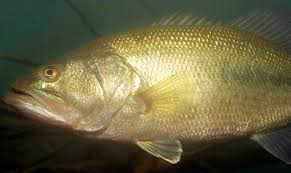 Image result for Micropterus salmoides