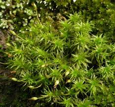 Attēlu rezultāti vaicājumam “Pseudobryum cinclidioides cells”