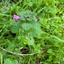Attēlu rezultāti vaicājumam “Lamium amplexicaule flower”