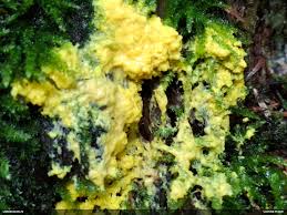 Attēlu rezultāti vaicājumam “Fuligo licentii”