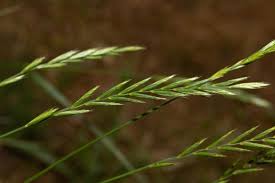 Attēlu rezultāti vaicājumam “Elymus caninus fruit”