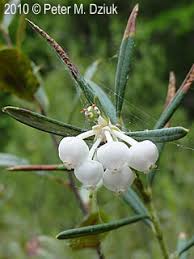 Attēlu rezultāti vaicājumam “Andromeda polifolia bud”