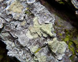 Attēlu rezultāti vaicājumam “Lecanora conizaeoides”