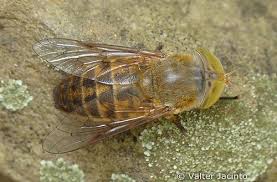 Attēlu rezultāti vaicājumam “Atylotus sp.”