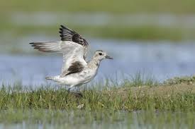 Attēlu rezultāti vaicājumam “Pluvialis squatarola adult”