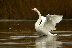 Attēlu rezultāti vaicājumam “Cygnus cygnus adult”