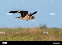 Image result for Chordeiles minor