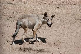 Image result for canis lupus arabs