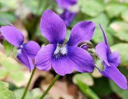 Image result for violet