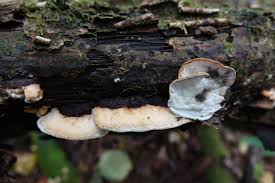 Attēlu rezultāti vaicājumam “Skeletocutis nivea”