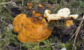 Attēlu rezultāti vaicājumam “Pycnoporellus fulgens”