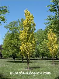 Attēlu rezultāti vaicājumam “Ulmus x hollandica”