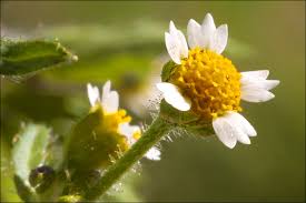 Attēlu rezultāti vaicājumam “Galinsoga quadriradiata”