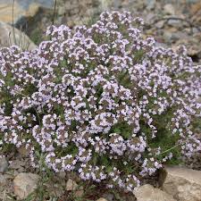 Image result for Thymus vulgaris