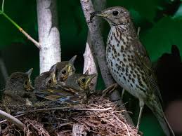 Attēlu rezultāti vaicājumam “Turdus philomelos nest”