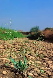 Attēlu rezultāti vaicājumam “Alisma lanceolatum”